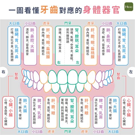 牙齒經絡圖|古書記載辨證奇聞：牙齒和經絡及其對全身之影響！